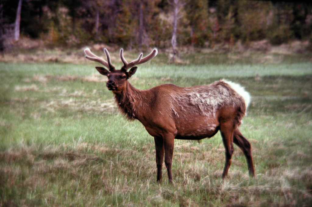 Z-Yellowstone-Deer_0142.jpg