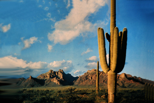 Saguaro-Tree.jpg