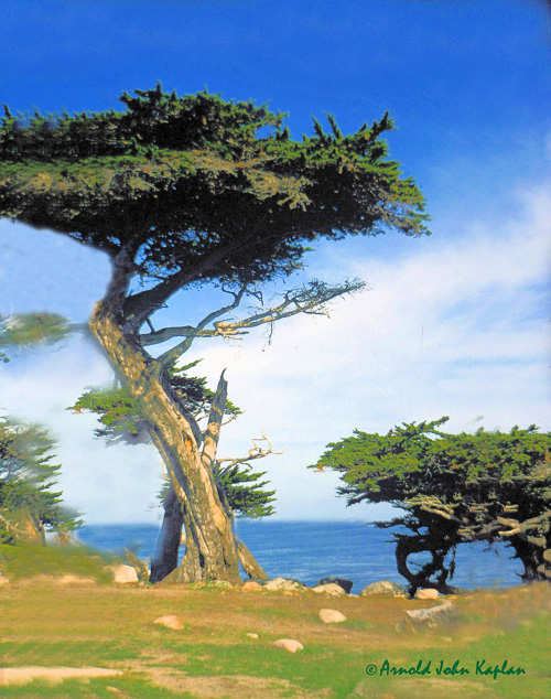 -Cypress-Tree.jpg