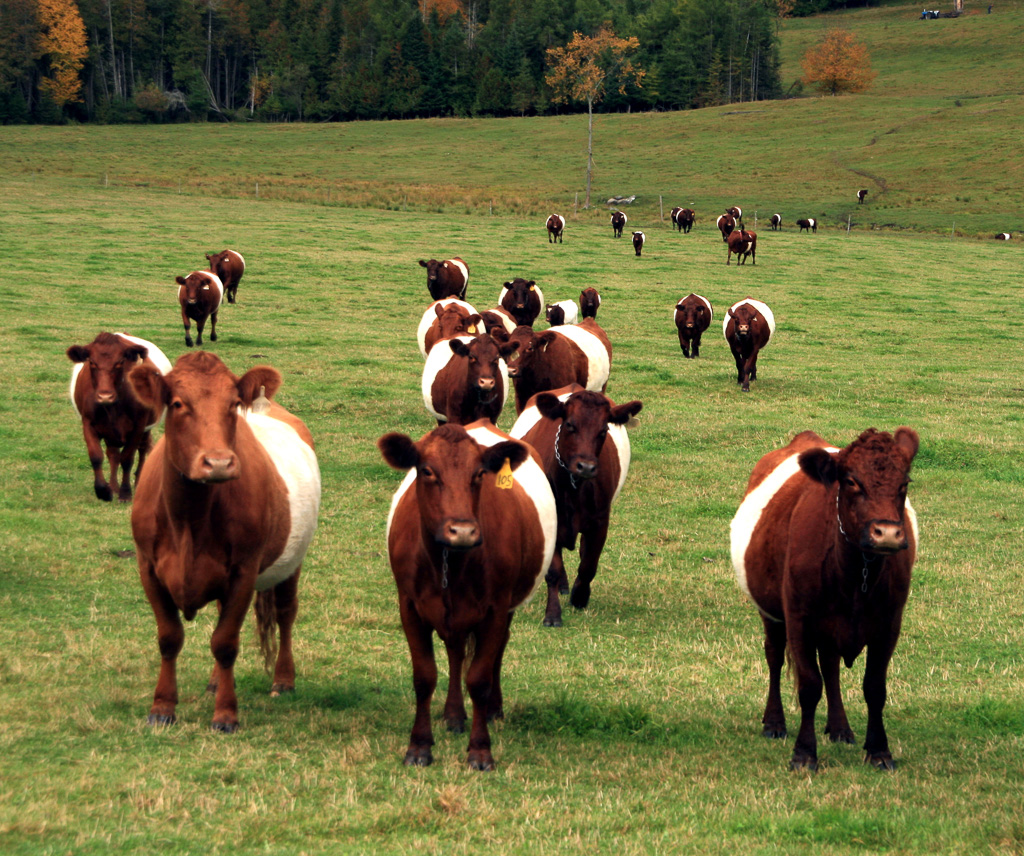 Diamond-Heart-Cows.jpg