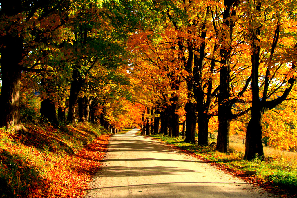 Maple-Hill-Road--2.jpg