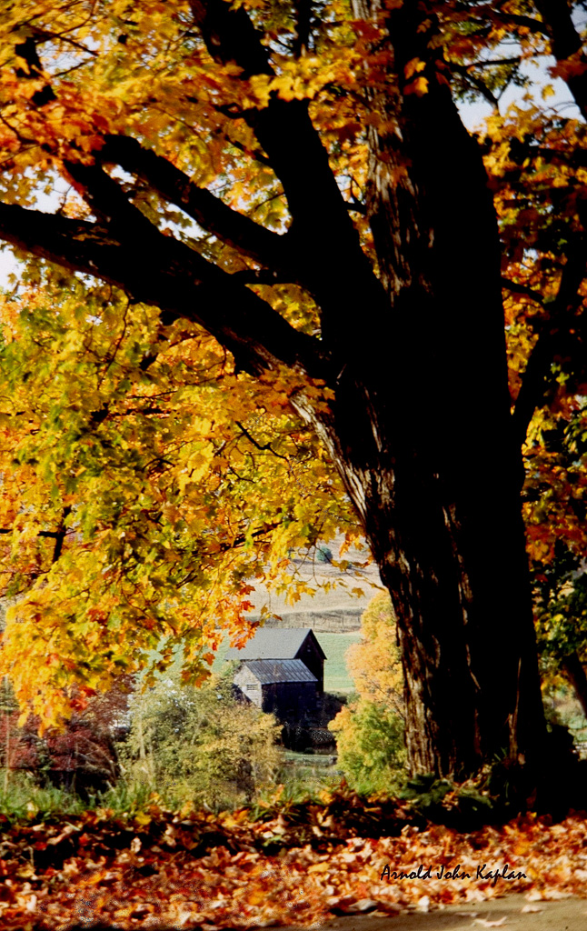 Thru-The-Tree-Gray-Farm.jpg