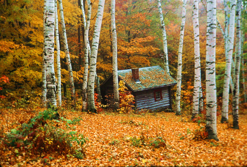 Cabin-In-The-Birches.jpg