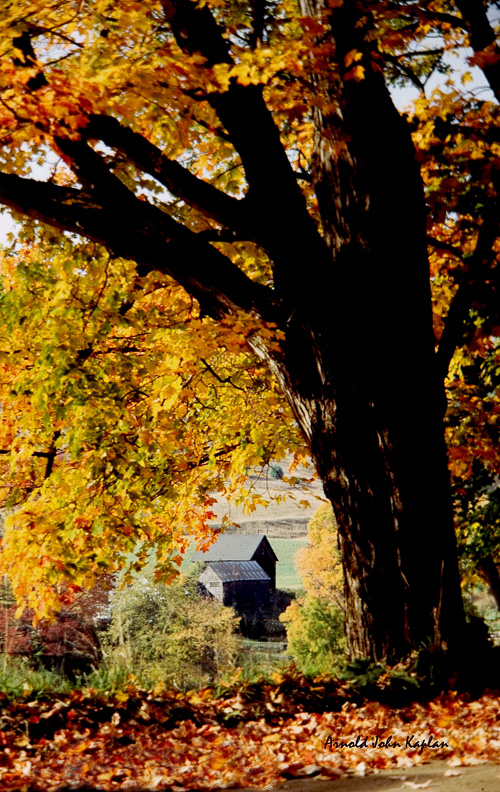 Thru-The-Tree-Gray-Farm.jpg
